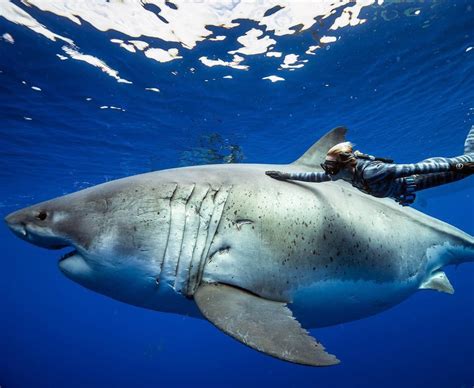 largest great white video.